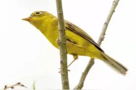 《北京市陆生野生动物名录》新收录12种鸟类，它们如何被发现？图片