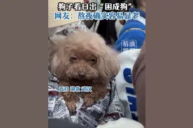 狗子6点看日出“困成狗”，拍摄者：小狗困得直流眼泪，感觉特别形象，像我同学一样图片