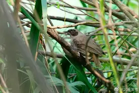 新版北京市陆生野生动物名录发布！再增12个鸟类物种图片