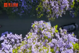 蓝花楹开了！昆明这些地方都能“打卡”，快收藏~图片