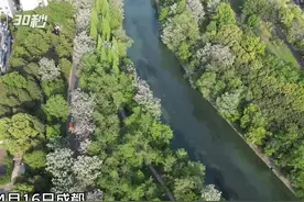 30秒｜成都：春天的沙河旁有一条花带 花色如同梨花图片