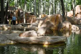 北京野生动物园再添新展区 16只水豚“佛系”出道图片