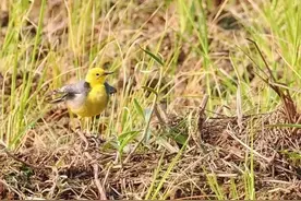 新发现！​小学生又“立功”了图片