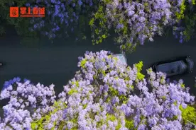 “蓝花楹能吃吗？” 网友发出一个很云南的灵魂拷问……图片