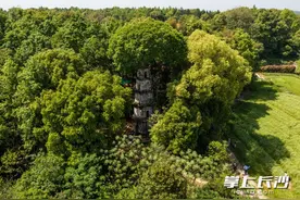 组图｜塔上长树奇观成长沙网红！塔下越来越热闹图片