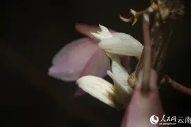 昆虫界"颜值担当" 云南宁洱首次拍到兰花螳螂图片