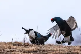 大兴安岭：国家一级保护动物黑琴鸡开始觅偶搏击图片