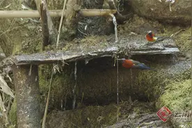 丽江老君山生态环境不断改善 吸引众多鸟类繁衍生息图片