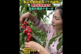 泰山大樱桃提前一个月成熟，果农采摘售卖忙，目前价格40多一斤图片