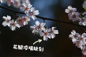 早樱、中樱、晚樱、冬樱都在什么时候开放？一篇带你分清楚图片