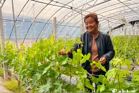 一年四季瓜果飘香，利津綦家嘴搭车黄河旅游大潮图片