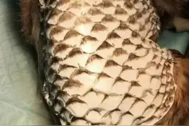 科技圆桌派｜女子救猫反被网暴 给猫植鱼皮真的可行吗？图片