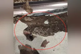 合肥人看到这种虫，抓紧上报！图片