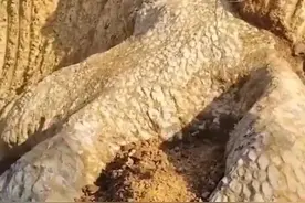 湖南一地挖出“龙化石”，布满鳞片，形似龙爪，“龙的传人”实锤？图片