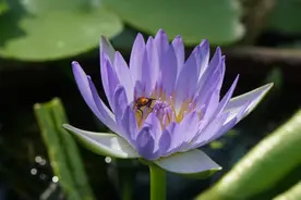 春天不止有万紫千红，绿色的花你见过吗丨芳草萋萋图片