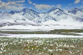 新疆那拉提“空中草原”顶冰花破雪绽放图片