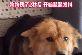女子结婚当天化完妆走出房间，狗狗愣了2秒后瑟瑟发抖图片