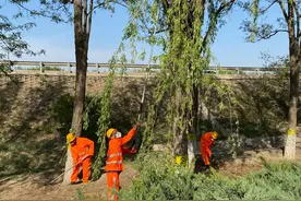 高速公路进入飘絮期，他们这么治——图片