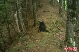 陕西佛坪自然保护区拍到亚洲黑熊四肢舒展俯卧休息图片