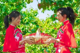 四川攀枝花米易樱桃火爆“出圈”背后 是这样的产业融合发展“密码”图片