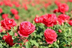 千亩玫瑰花海唯美上线！“五一”假期就去姚安光禄古镇图片