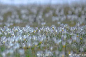美！那拉提草原上顶冰花破雪绽放图片