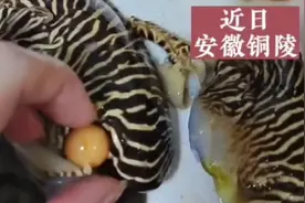 安徽女子85元买椰子螺开出4.52克美乐珠，珠宝行开价10万图片