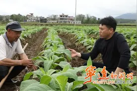 宁远：烤烟田间管护忙 技术服务来护航图片