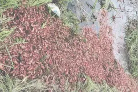 无人机打药殃及紧邻虾田致虾全部死亡，被告三方赔偿12万元视频封面