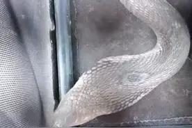 普法强基在行动 | 吓人！眼镜蛇闯进一农户家偷吃鸡蛋！图片