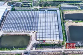 一吨活鱼卖到15万元！来看看这条汉产淡水鱼如何“鳗”游世界图片