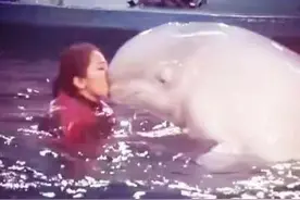 世界地球日丨逃离海洋馆的驯鲸师：“给白鲸最深沉的爱是让它回归大海”图片