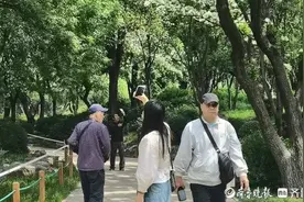 一眼百年！济南珍稀树种流苏开花，专家：花期短，想观赏趁现在图片