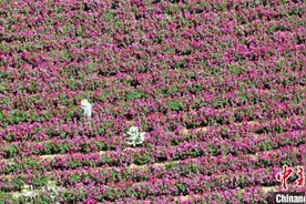 云南大学30余亩玫瑰盛放 食堂“玫瑰宴”供不应求图片