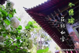 有一种叫云南的生活｜色如雪花，花团锦簇！玉溪通海秀山的木绣球开啦图片