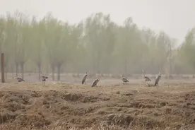 数万只候鸟在杭锦淖尔自然保护区筑巢孵化图片