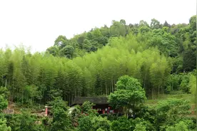 越城岭话竹图片