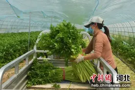 河北景县大力培育特色高效农业 已建成1052个果蔬大棚图片