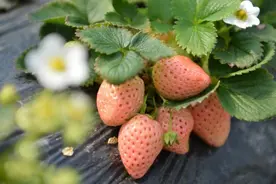 草莓花青素知多少？图片