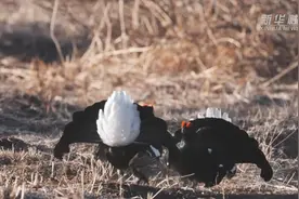 承德御道口：国家一级保护野生动物黑琴鸡“比武”求偶图片