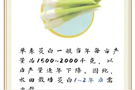 茭白在走上餐桌前要经过哪些“努力”？——基础知识篇图片