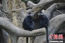 广西南宁动物园两只国家一级保护野生动物乘机千里结亲图片