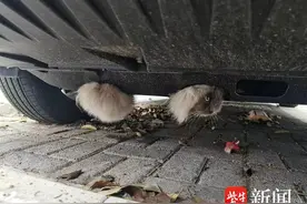 布偶猫被卡轿车底盘，警民联手救助图片
