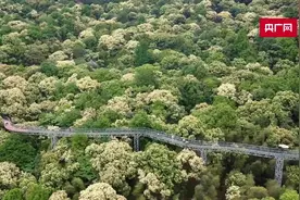 江西赣州：栗子花开遍山野  花浪翻滚香满山图片