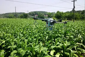 湖南常德：科普进烟站 科技“慧”烟田图片