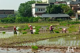 兴宁市宁中镇以“党建+”为抓手，奏响农忙奋进曲图片