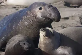 水下每天仅睡2小时 北象鼻海豹擅长“熬夜”图片