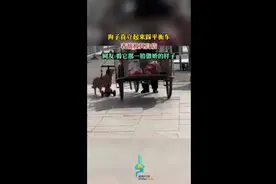 狗子直立起来踩平衡车，表情极其自信图片