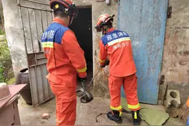 小心！蟒蛇、眼镜蛇、竹叶青……现在是海南“蛇出没”高峰期！图片