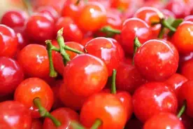 熟了！熟了！永仁的樱桃熟了！图片